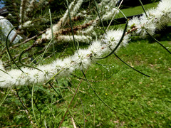 Melaleuca teretifolia