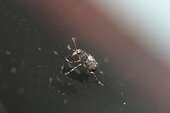 Tropiderini