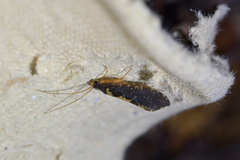 Polyplectropus