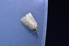 Clepsis leucaniana