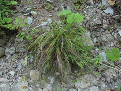 Carex grioletii