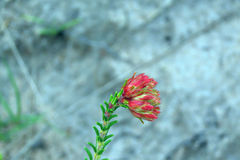 Erica cerinthoides