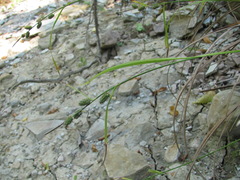 Carex grioletii