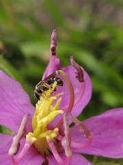 Lasioglossum deliense