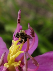 Lasioglossum deliense