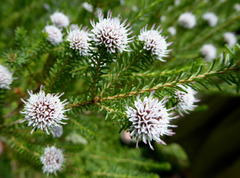 Darwinia diosmoides