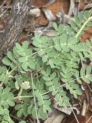 Pomaria burchellii