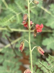 Pomaria burchellii