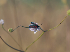 Zygaena dorycnii