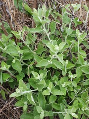 Helichrysum lepidissimum