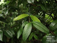 Syzygium tripinnatum