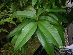 Syzygium tripinnatum