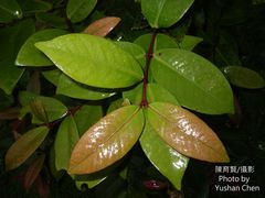 Syzygium tripinnatum