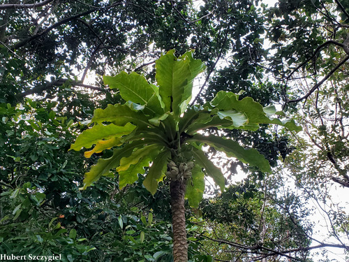 Cyanea superba ssp. superba
