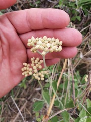Helichrysum lepidissimum
