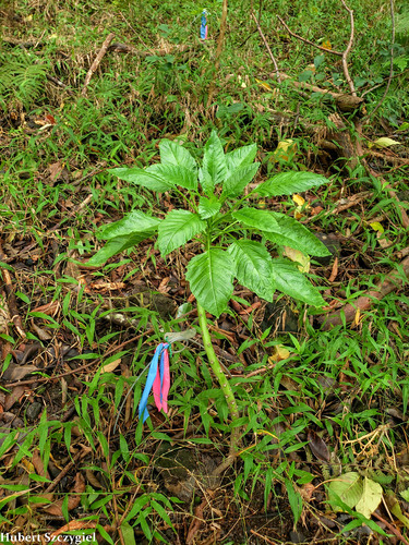 Delissea waianaeensis observed 2021-12-18