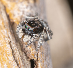 Maratus lobatus