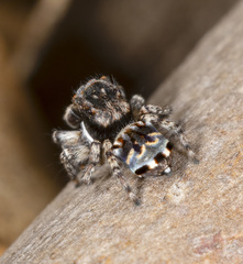 Maratus lobatus