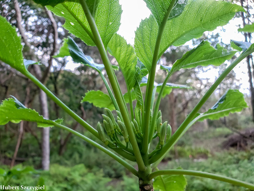 Delissea waianaeensis observed 2021-12-18