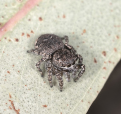 Maratus lobatus