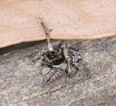 Maratus lobatus