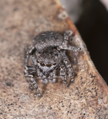 Maratus lobatus