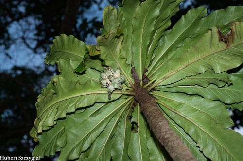 Cyanea superba