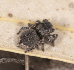 Maratus lobatus