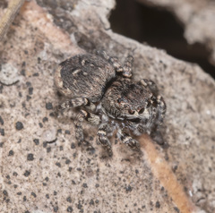 Maratus lobatus