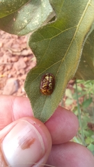 Conchyloctenia hybrida