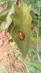 Conchyloctenia hybrida