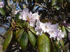 Rhododendron wallichii