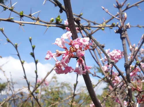 Image of Viburnum grandiflorum by (c) Thibaud Aronson, some rights reserved (CC BY-SA)