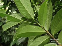 Syzygium tripinnatum