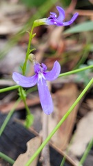 Lobelia dentata