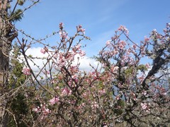 Viburnum grandiflorum