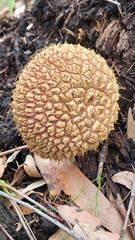 Boletellus deceptivus