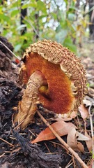 Boletellus deceptivus