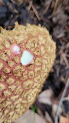 Boletellus deceptivus