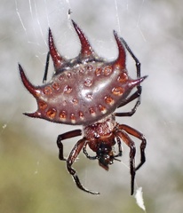 Gasteracantha curvispina