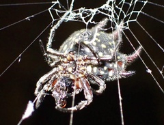 Gasteracantha curvispina