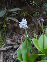 Clintonia udensis