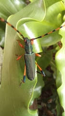 Litopus latipes dispar