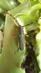 Litopus latipes dispar