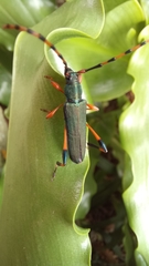 Litopus latipes dispar