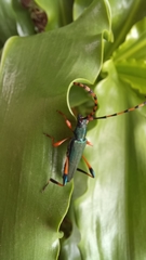 Litopus latipes dispar