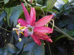 Passiflora tarapotina