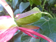 Passiflora tarapotina