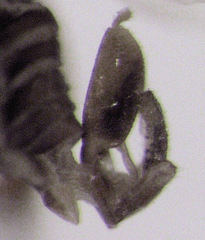 Ctenarytaina fuchsiae