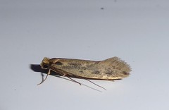 Tinea pallescentella